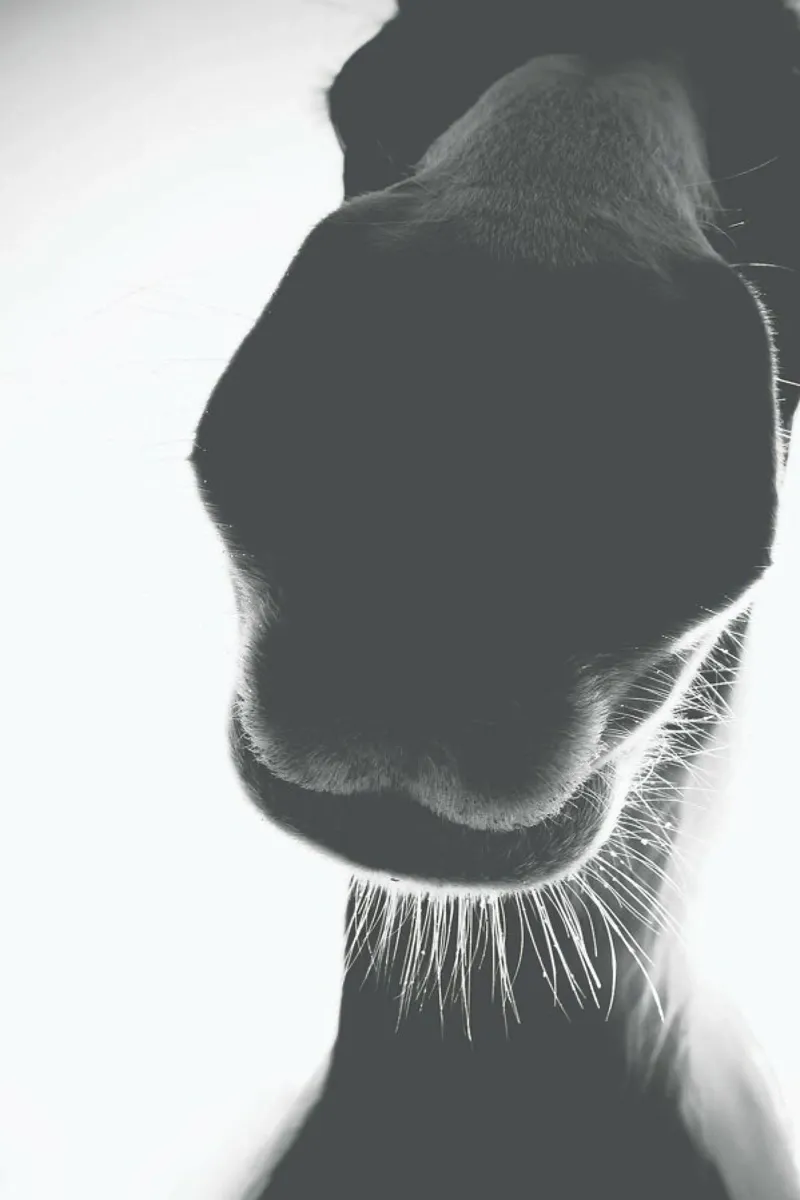 A Horse of Course No.1 poster con telaio in legno da treechild