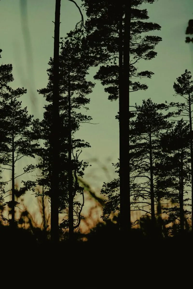The Forest I pellicola backlit da Pale Grain
