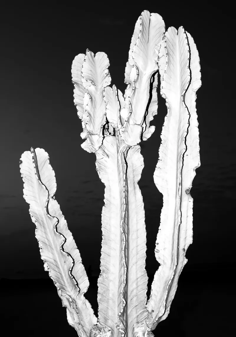 Cactus pellicola backlit da rafael campezato