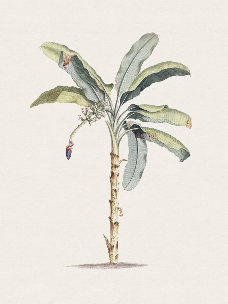 Banana Tree no. 1 plexiglass da apoloprints