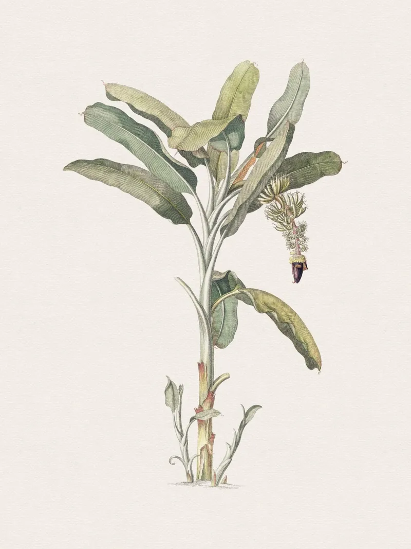 Banana Tree no. 2 carta hahnemühle da apoloprints