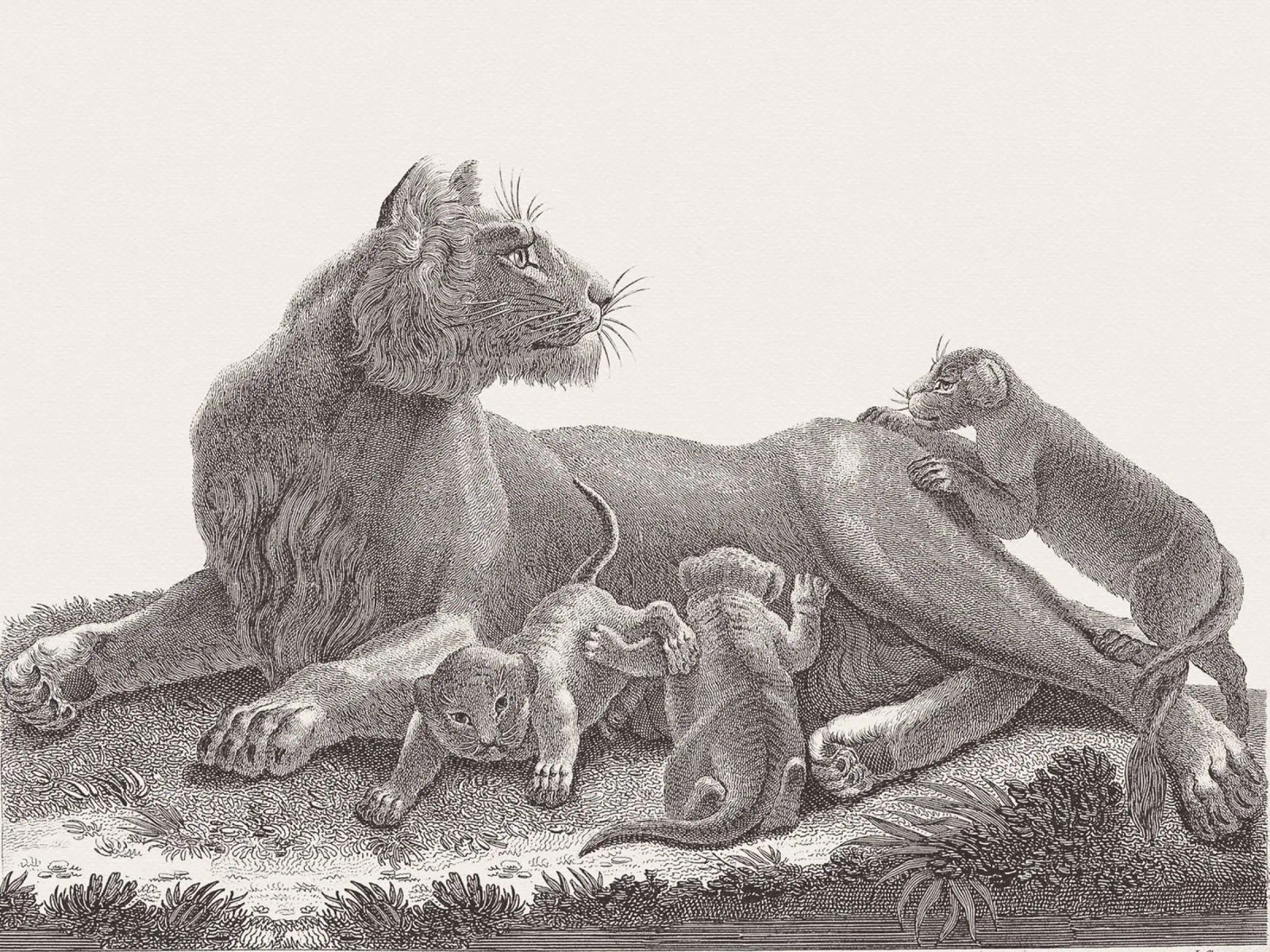 Lioness and whelps sketch pellicola backlit da apoloprints