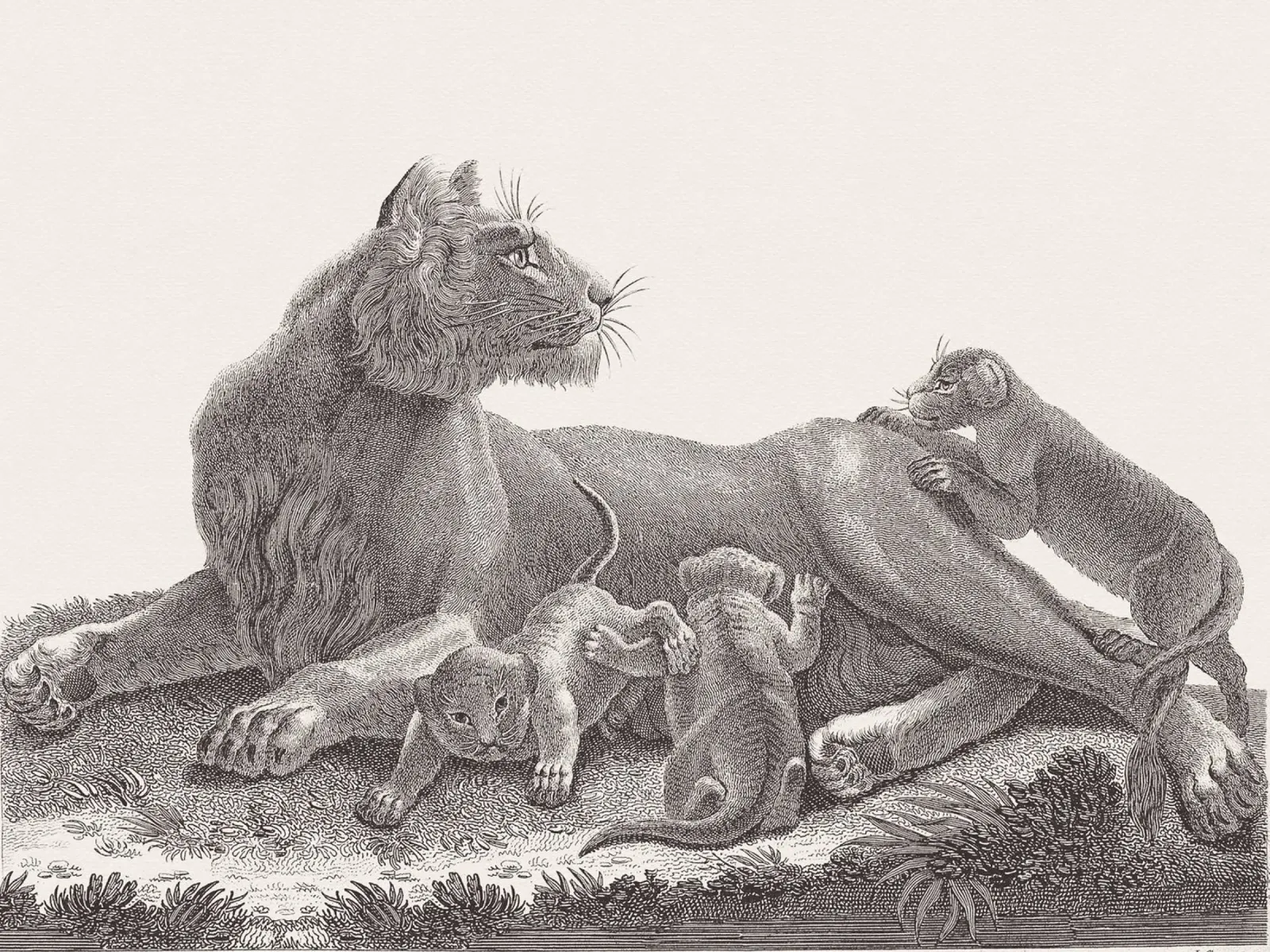 Lioness and whelps sketch carta hahnemühle da apoloprints
