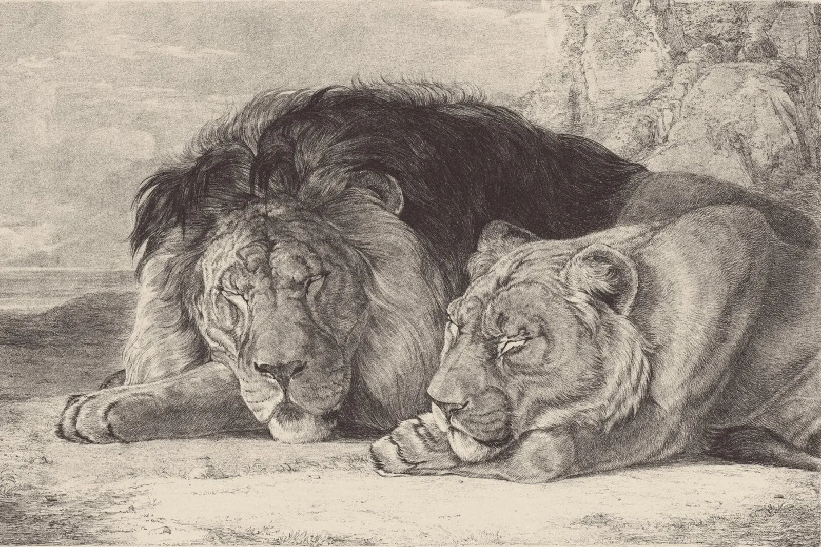 Lion and lioness sleeping poster con telaio in plastica da apoloprints