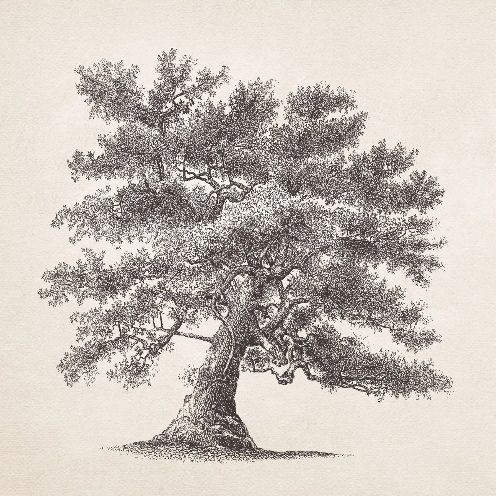 Tree Sketch - Oak pellicola backlit da apoloprints