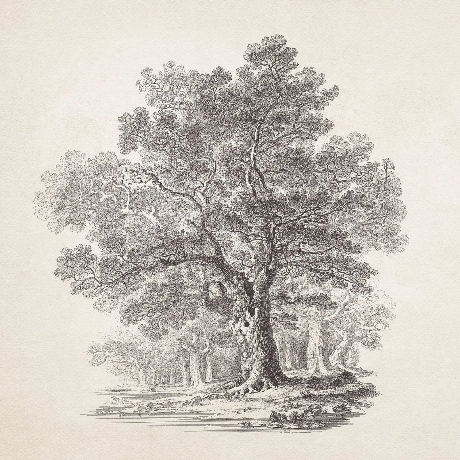Tree Sketch - Oak Forest alluminio dibond da apoloprints