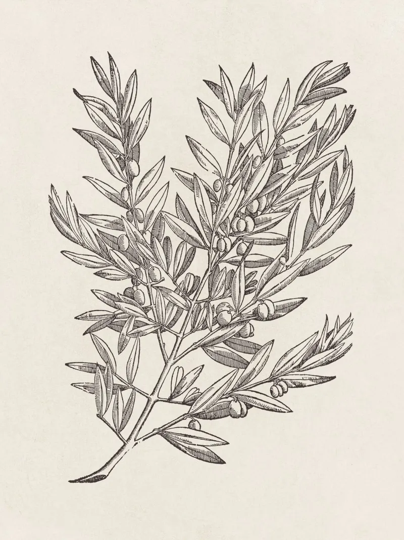 Olive Branch Sketch no. 5 pellicola backlit da apoloprints