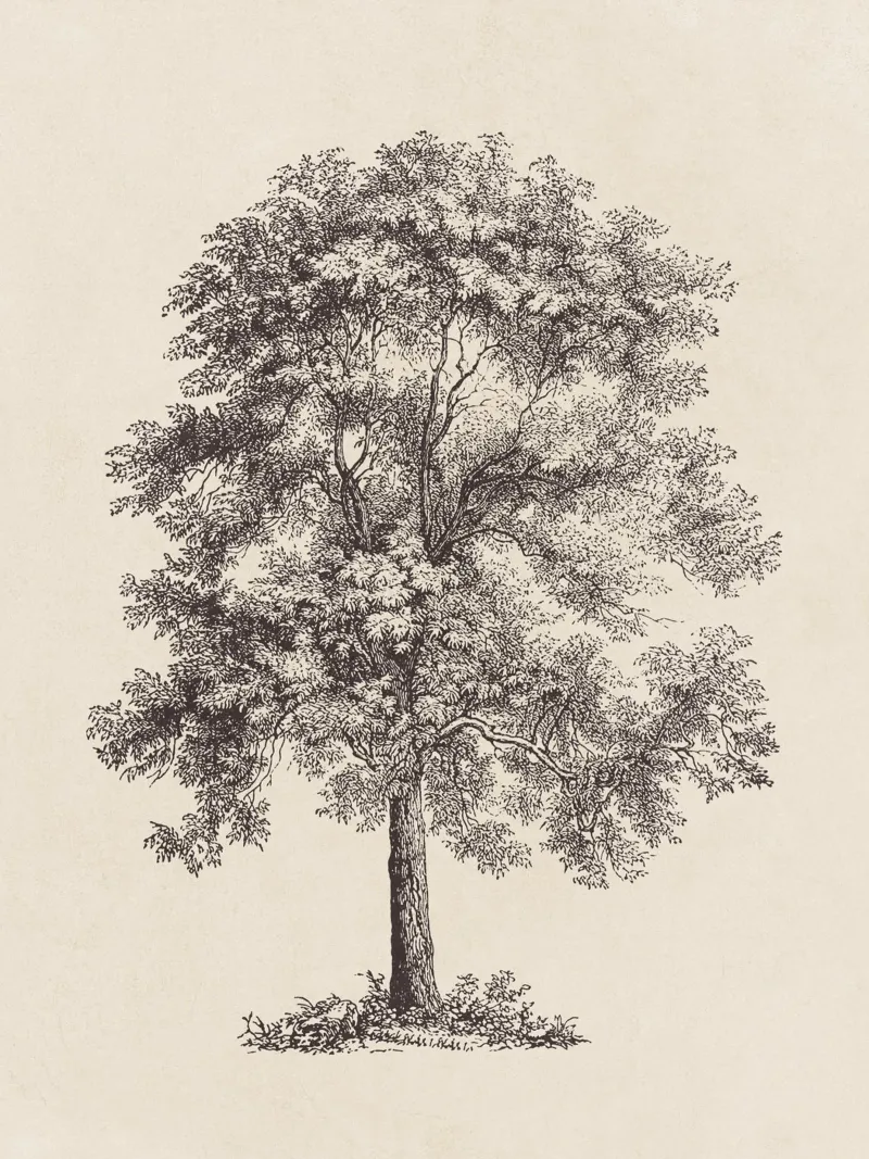 Tree Sketch - Common Ash plexiglass da apoloprints