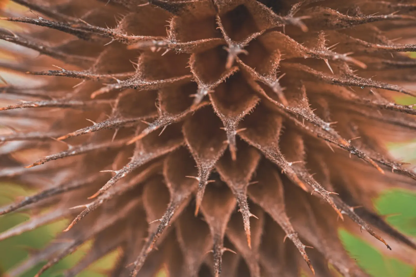 Primo piano della pianta di cade selvatica pellicola backlit da Marcus Beckert | Fotografie