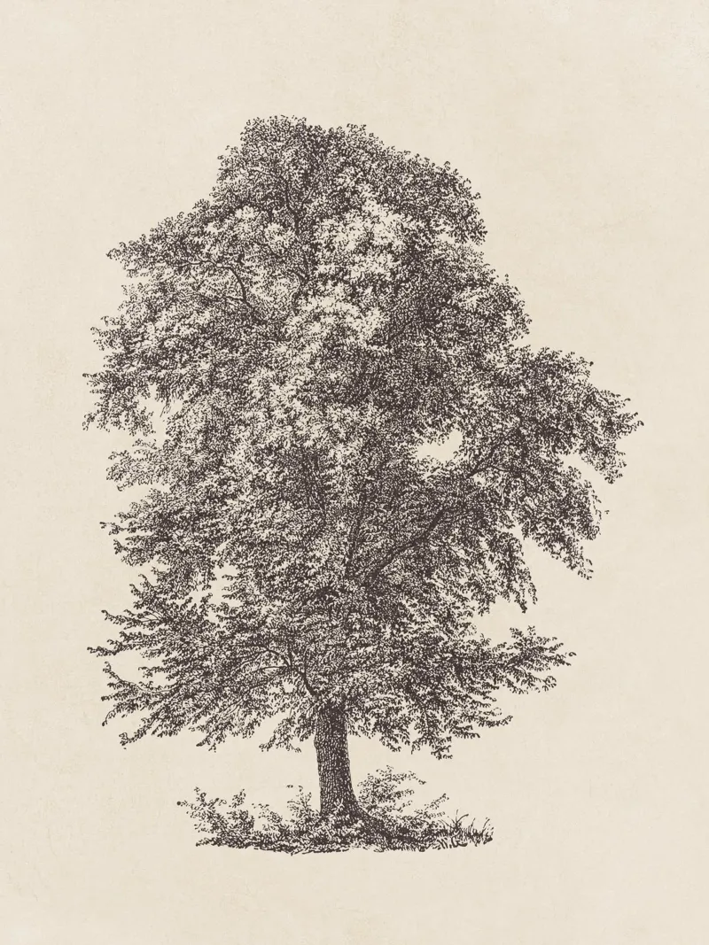 Tree Sketch - Common Beech canvas van apoloprints