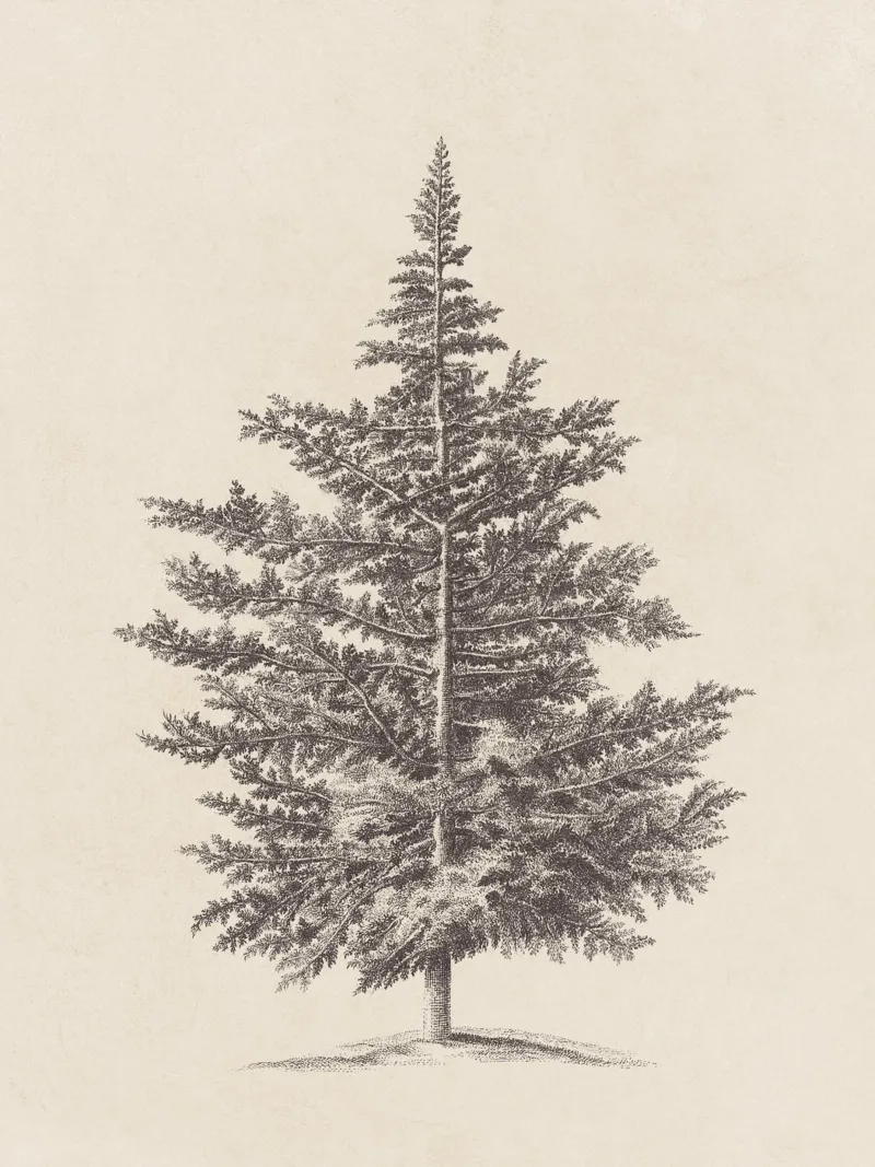 Tree Sketch - Conifer canvas van apoloprints