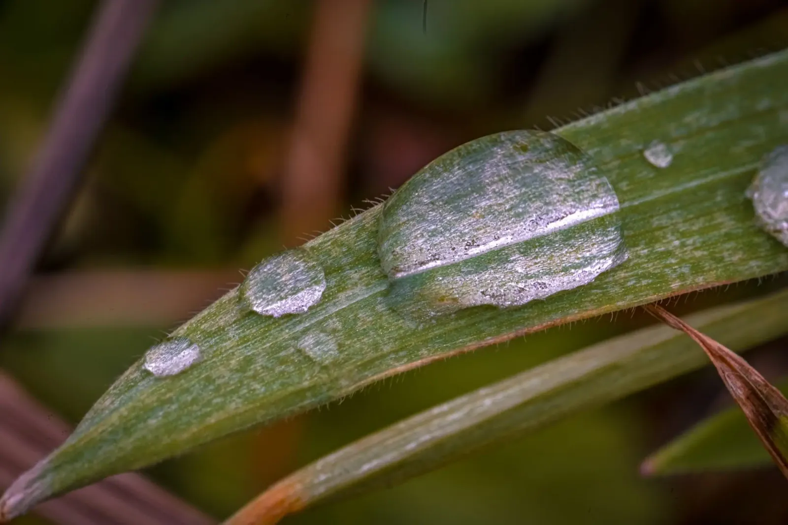 Gocce d'acqua su un filo d'erba pellicola backlit da Marcus Beckert | Fotografie