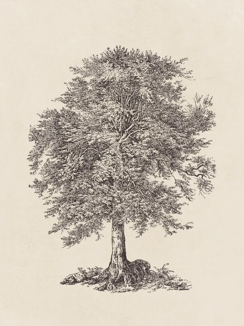 Tree Sketch - Elm canvas van apoloprints