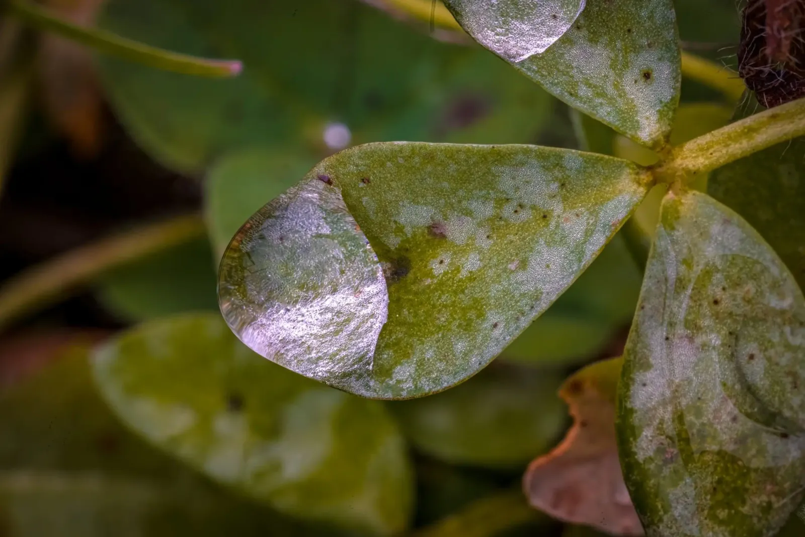 Gocce d'acqua su un trifoglio pellicola backlit da Marcus Beckert | Fotografie