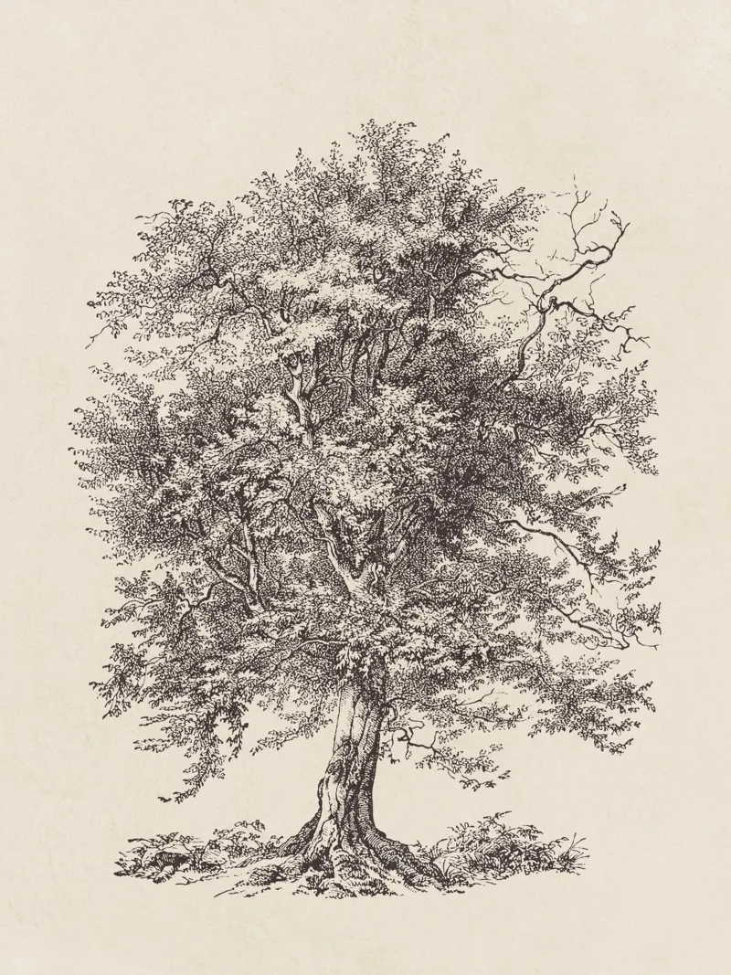 Tree Sketch - Hornbeam plexiglass da apoloprints