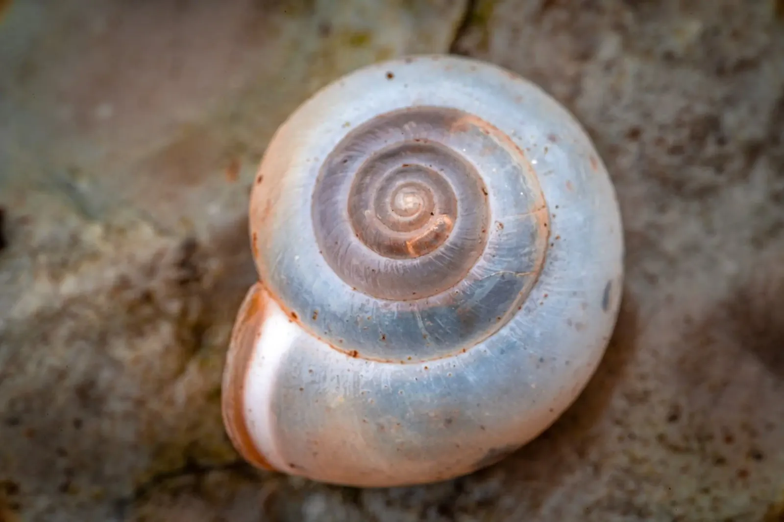 Snail shell of the Carthusian snail canvas by Marcus Beckert | Fotografie