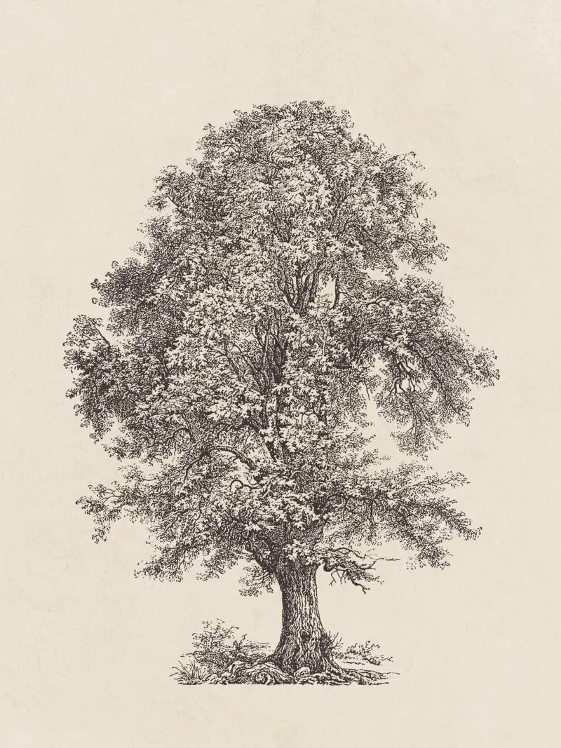 Tree Sketch - Linden plexiglass da apoloprints