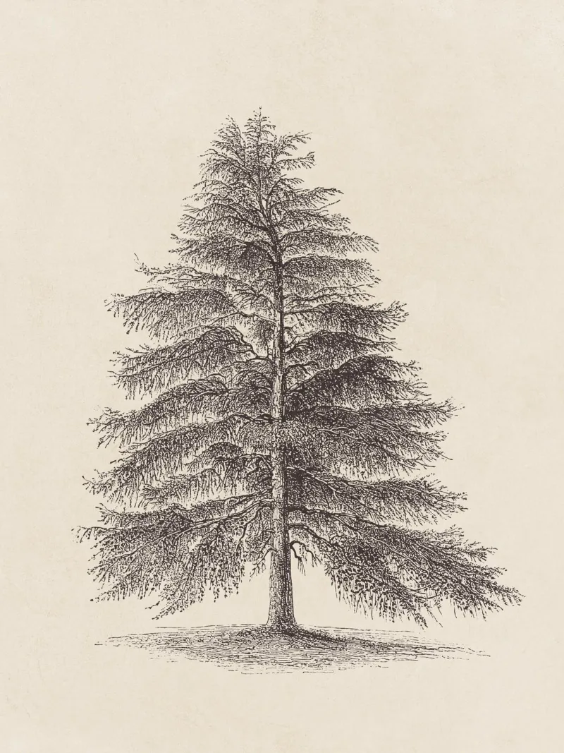 Tree Sketch - Larch plexiglass da apoloprints