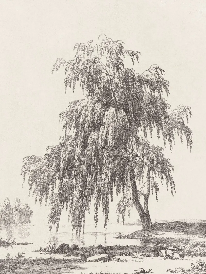 Tree Landscape Weeping Willow carta hahnemühle da apoloprints
