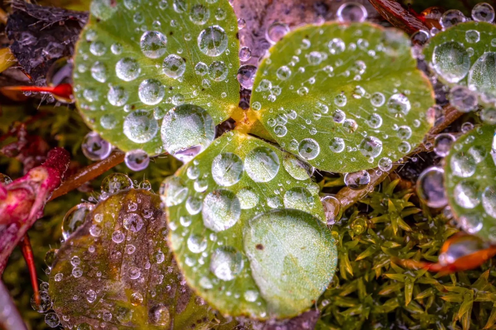 Gocce d'acqua su un trifoglio pellicola backlit da Marcus Beckert | Fotografie