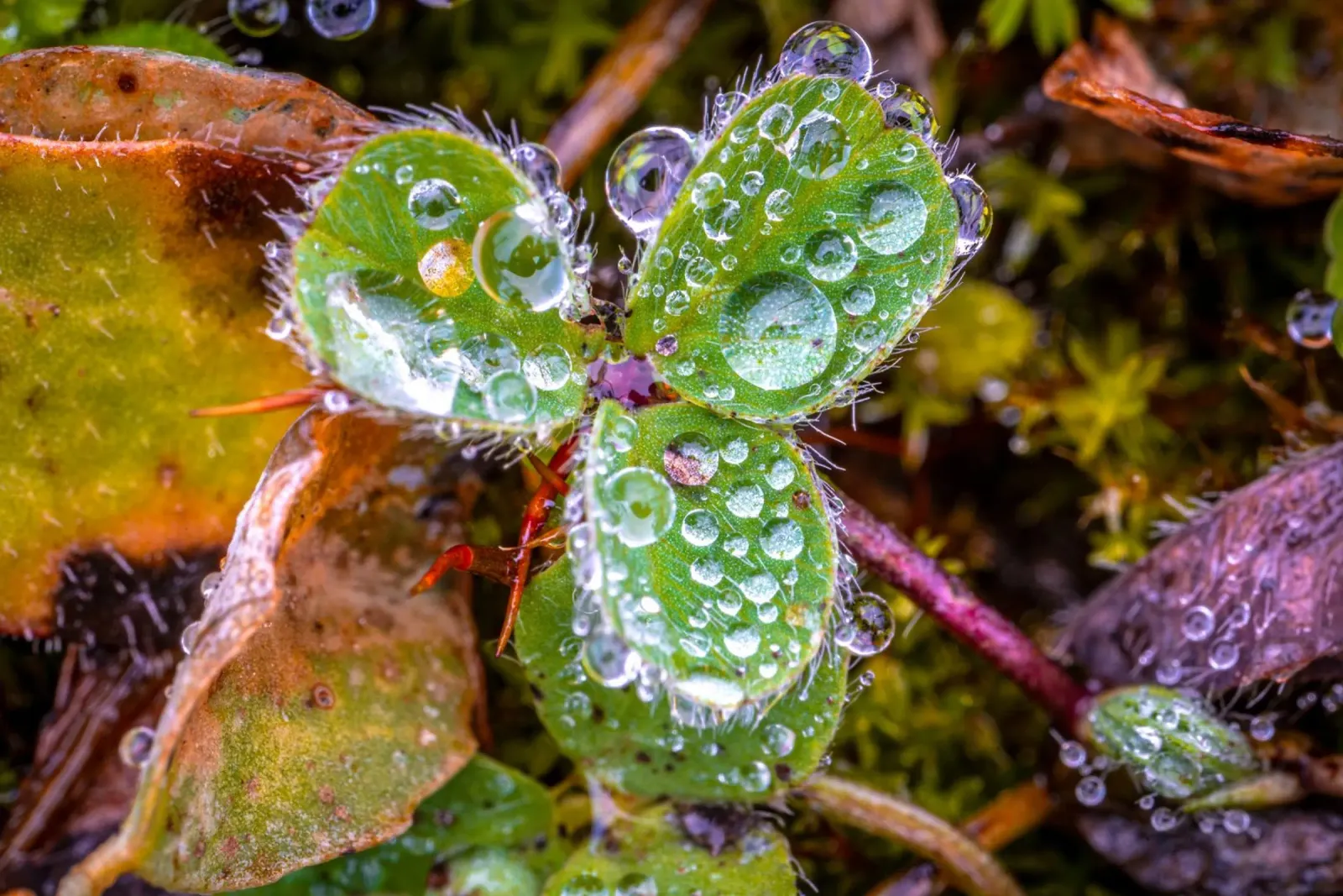 Dreiblättriges Kleeblatt mit vielen Wassertropfen Hahnemühle von Marcus Beckert | Fotografie