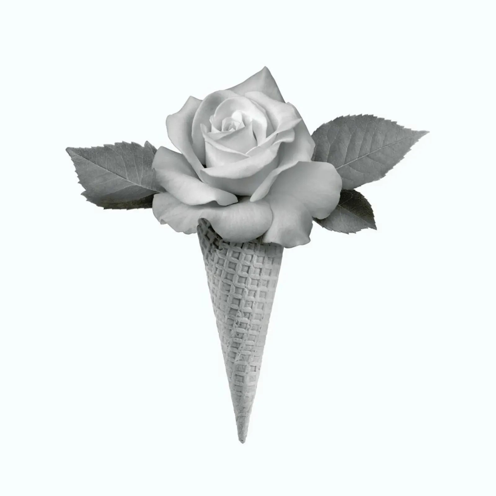 Rose Cream poster con telaio in legno da Chris Wharton
