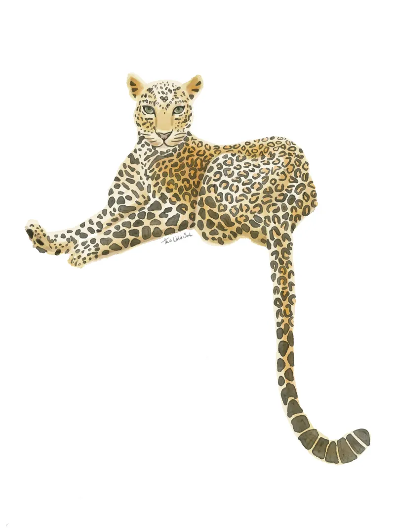 Leopardo Giaguaro Safari Gatto selvatico Illustrazione ad acquerello plexiglass da This Wild Soul - Illustration