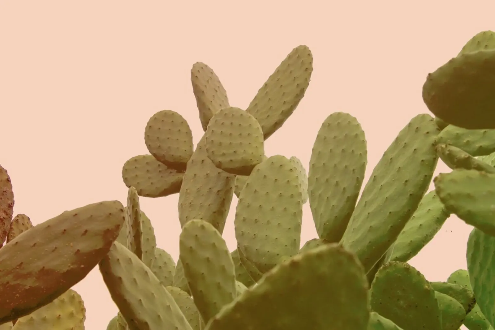 Prickly Pear Cactus pellicola backlit da Victoria Frost