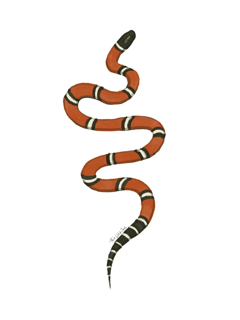 L'anno del serpente - Illustrazione ad acquerello del serpente reale del latte pannello forex da This Wild Soul - Illustration