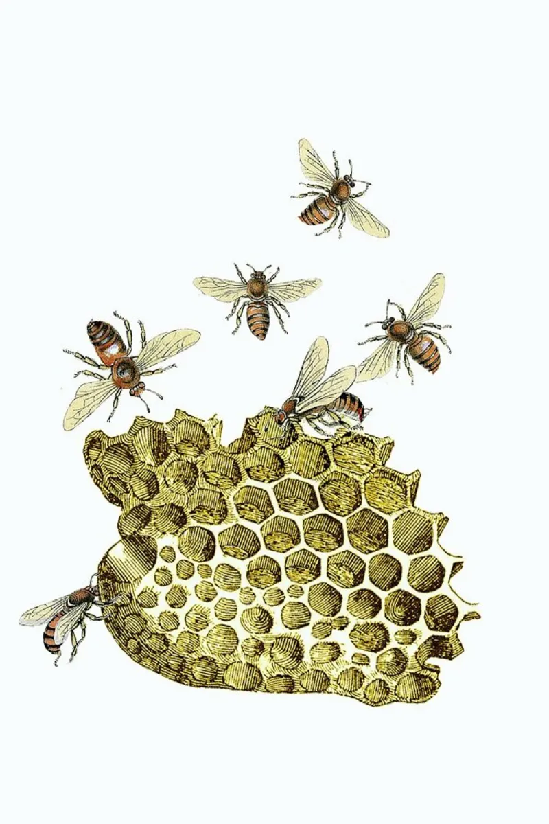 Bees and Honeycomb pellicola backlit da Rococco LA