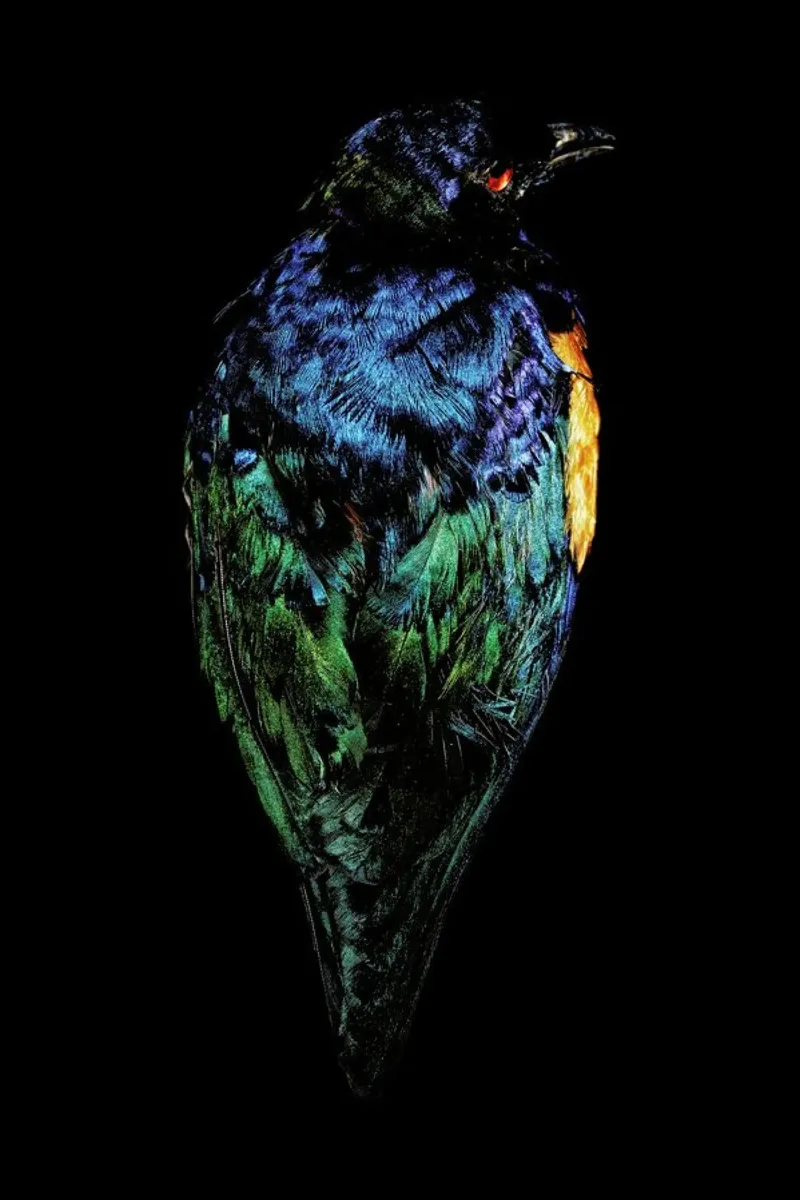 Birds Everywhere 11 pellicola backlit da Günther Egger