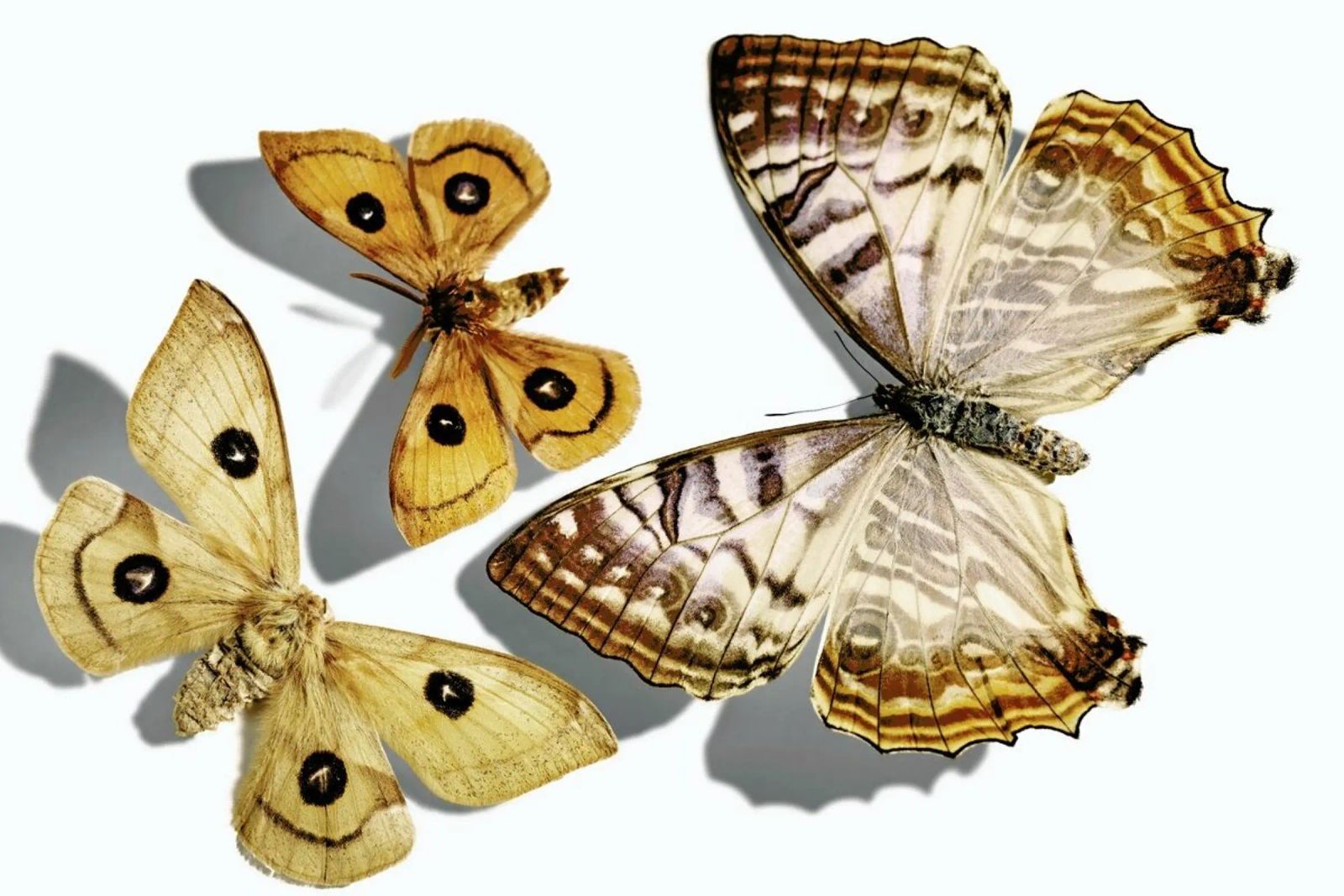 Butterflies 5 Poster von Günther Egger