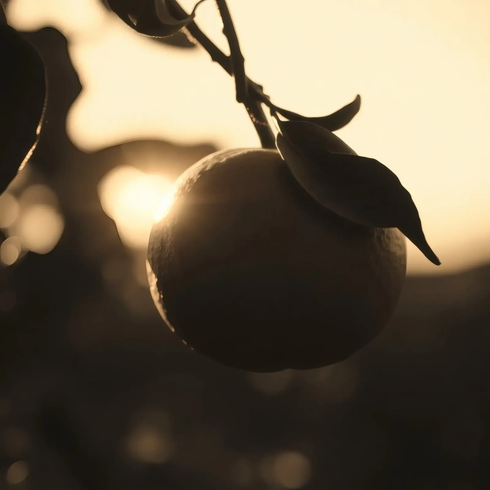 La luce del sole filtra attraverso le foglie mettendo in risalto un singolo arancione pellicola backlit da DesignDoodle