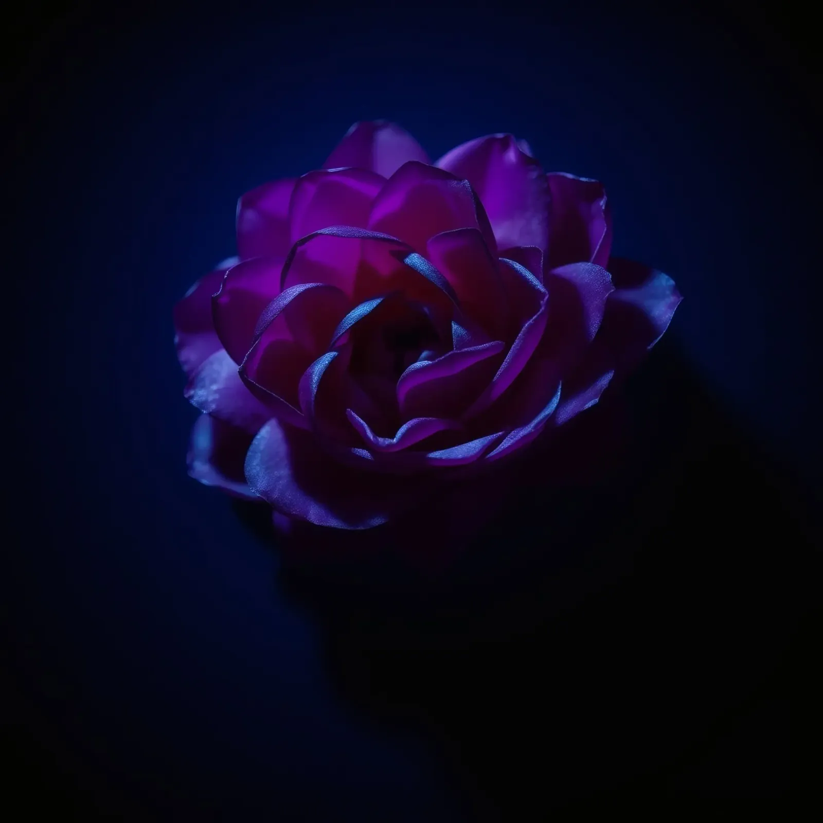 purple rose illuminated softly against dark background poster by DesignDoodle