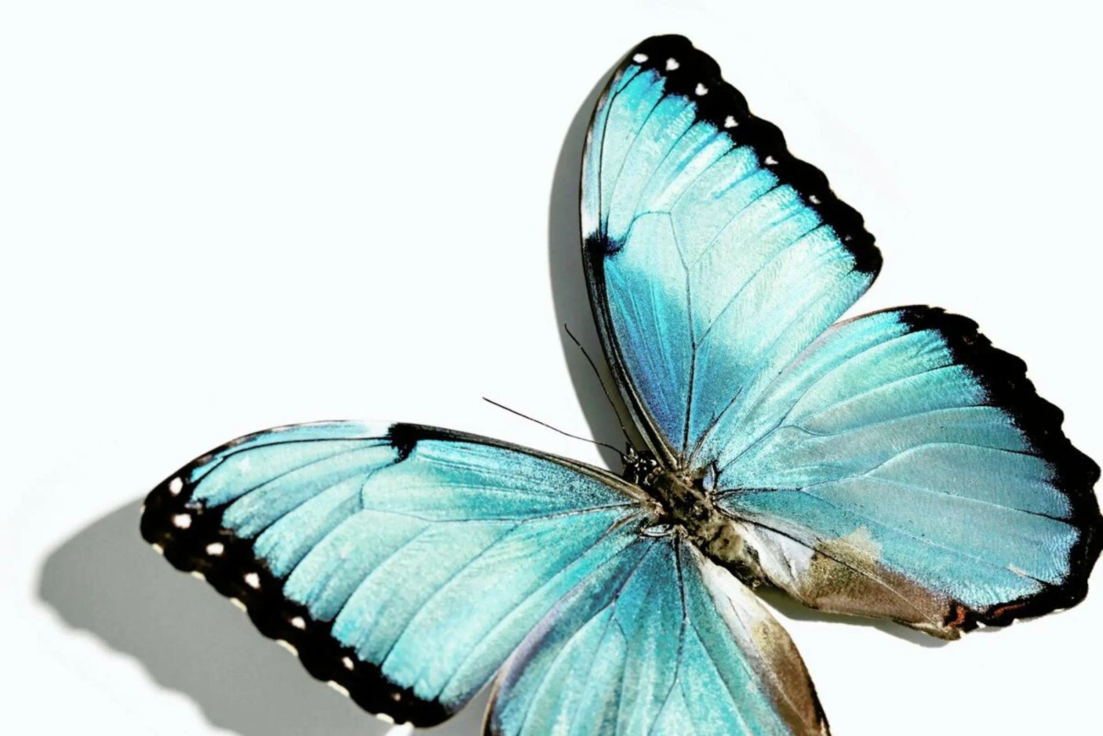 Butterflies 10 Poster von Günther Egger