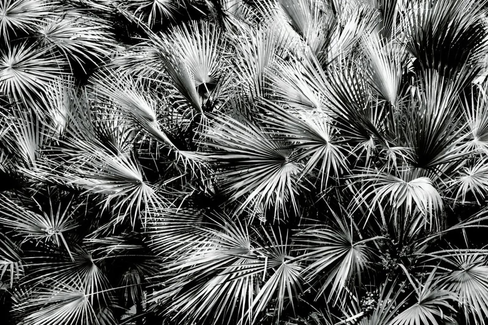 Palm Trees carta hahnemühle da Victoria Frost