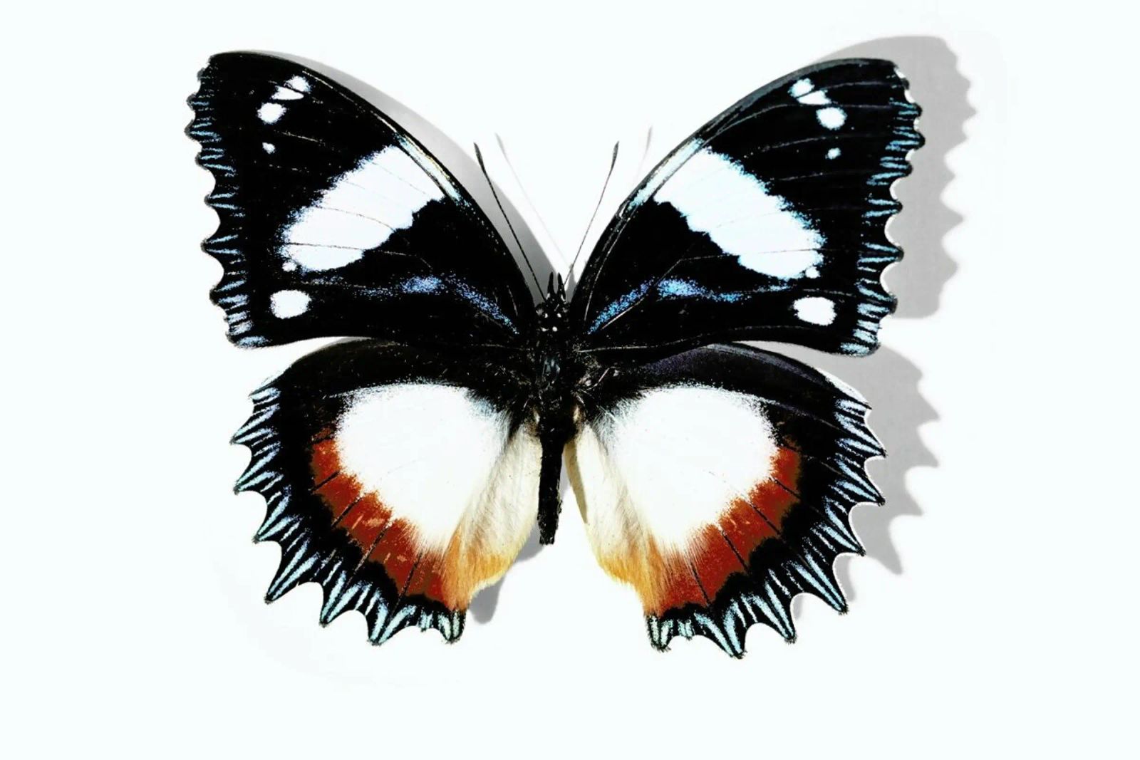 Butterflies 13 Poster von Günther Egger