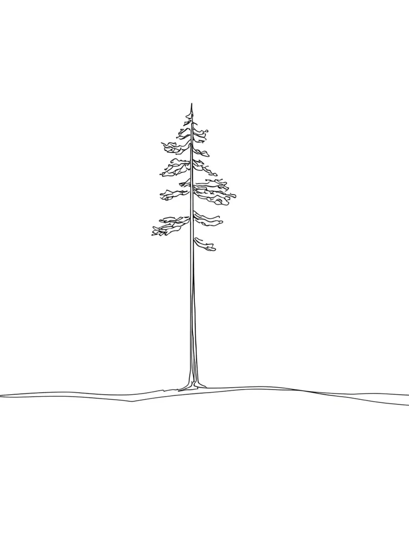 Single Pine Tree Minimalist Line Art Drawing canvas by Viv Line Art