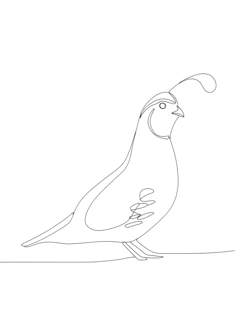 Quail Bird Minimalist Line Art Drawing backlit film by Viv Line Art