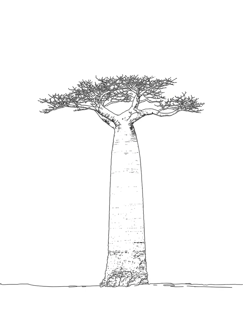 Baobab Tree Minimalist Line Art canvas with Floater frame by Viv Line Art