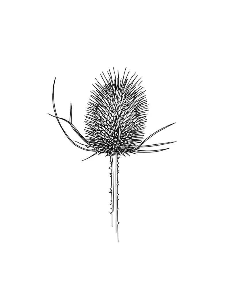 Line art minimalista di Teasel pellicola backlit da Viv Line Art