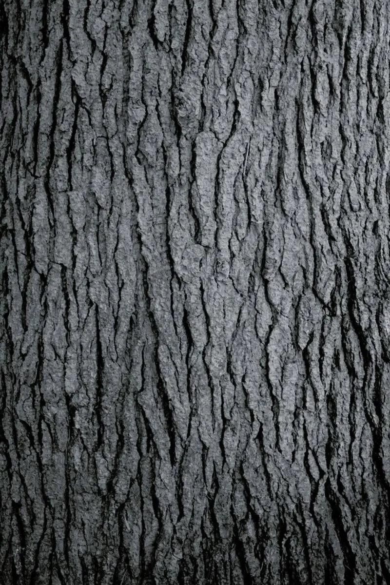 Hug a Tree pellicola backlit da Studio Nahili