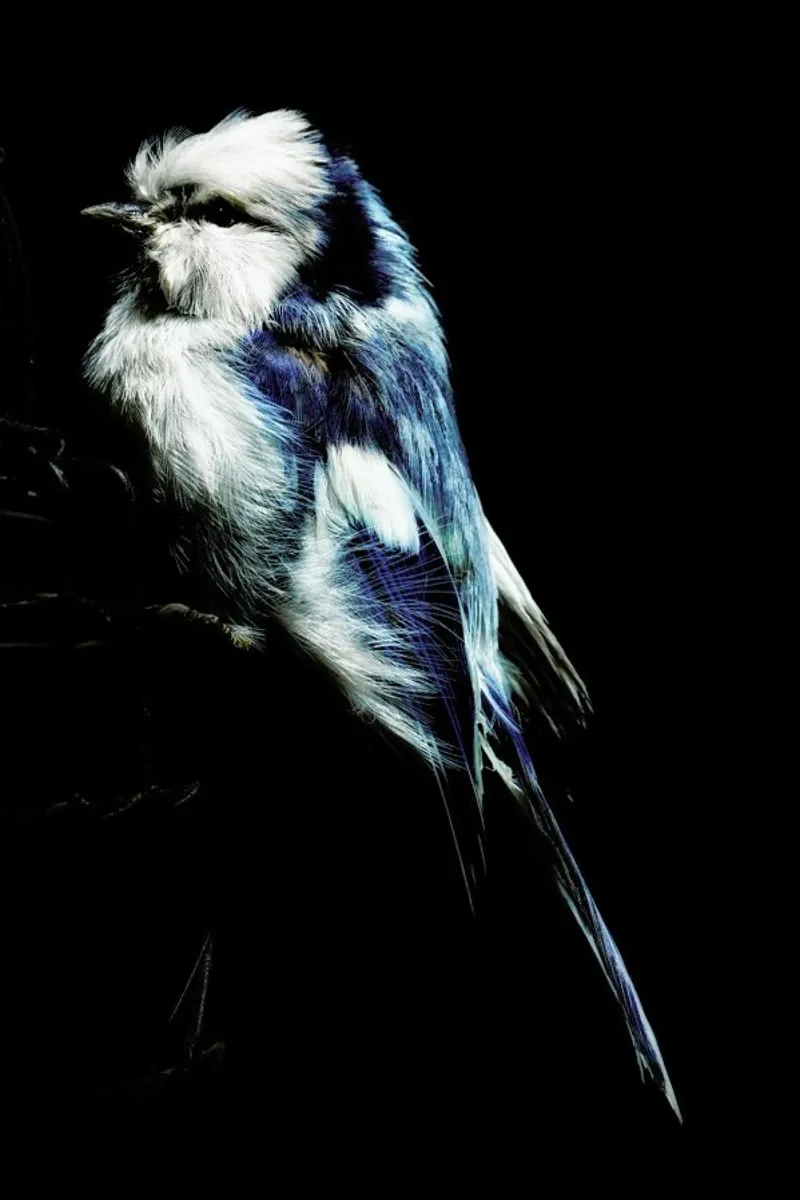 Birds Everywhere 1 pellicola backlit da Günther Egger