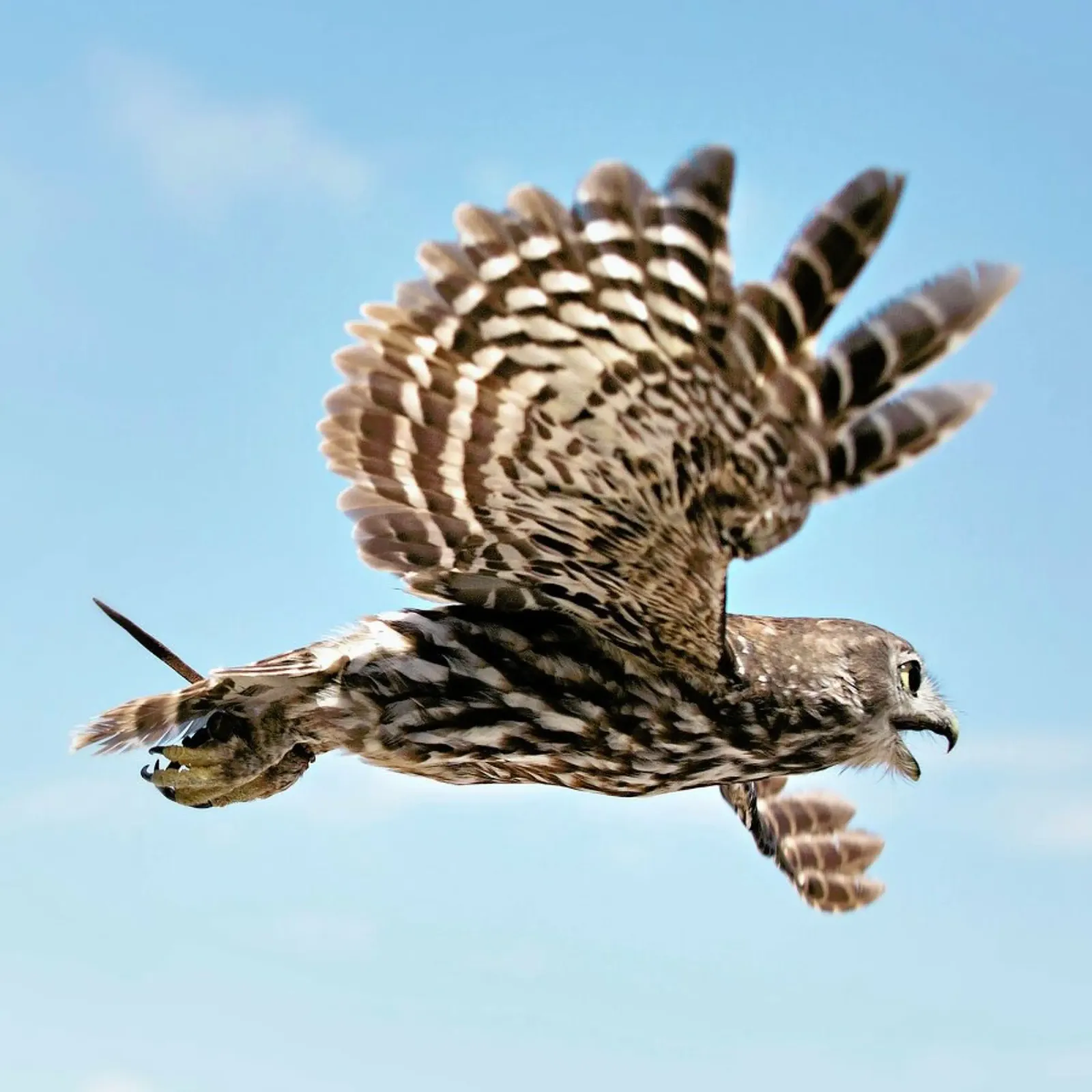 Owl forex plate by Charlotte Curd