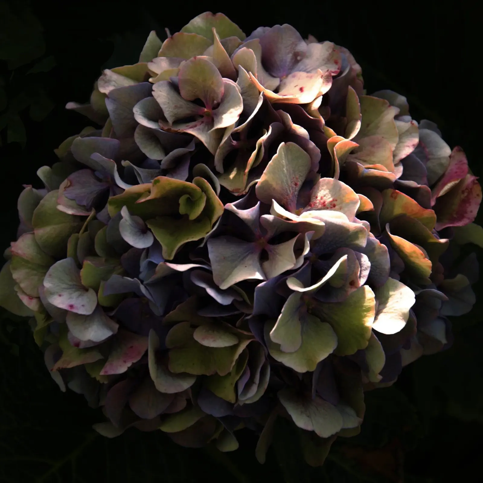 Ortensia da fiore II pellicola backlit da Teresa André