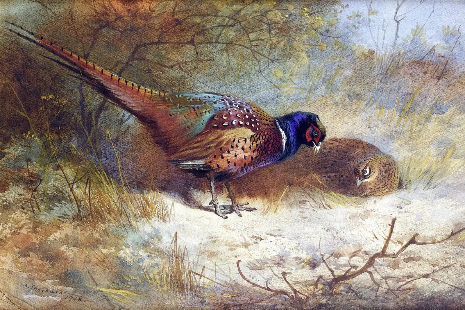 Pheasants poster con telaio in alluminio da apoloprints