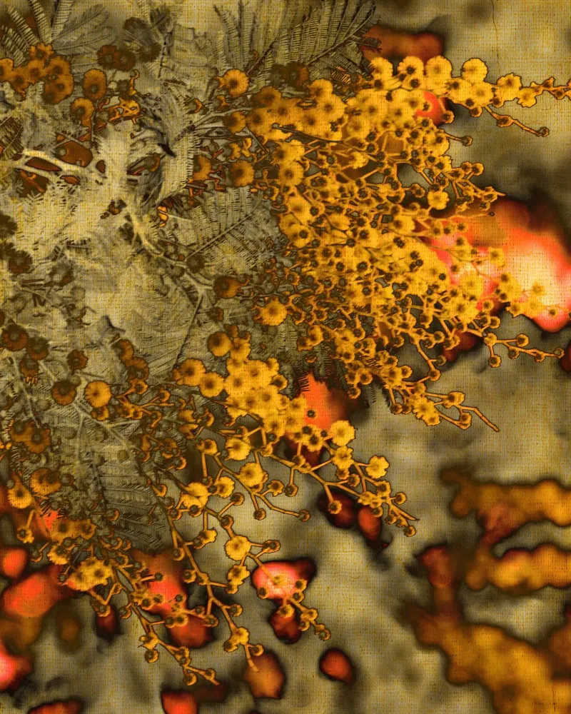 Mimosa stilizzata pellicola backlit da Teresa André