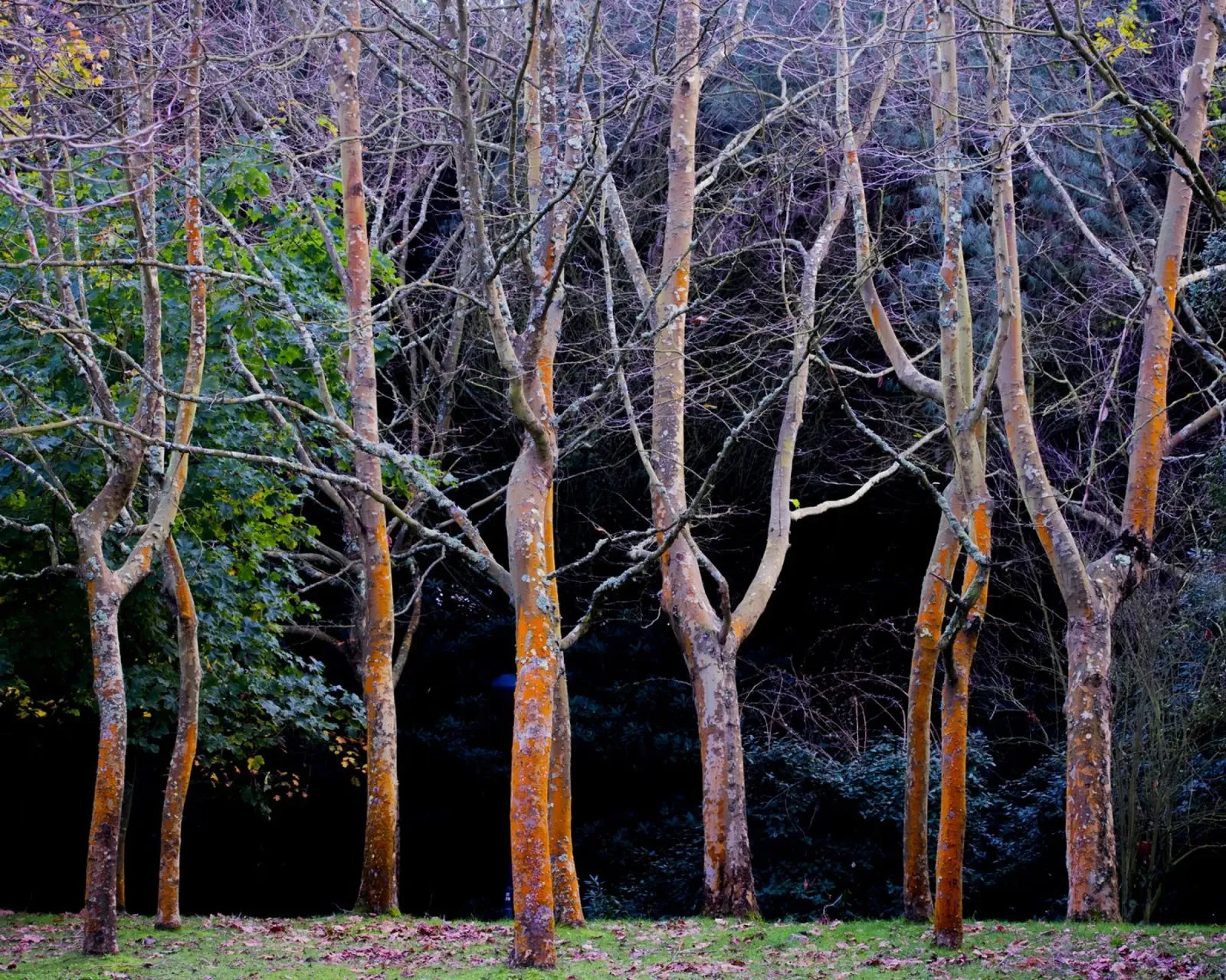Herbst in den Wäldern Hahnemühle von Teresa André