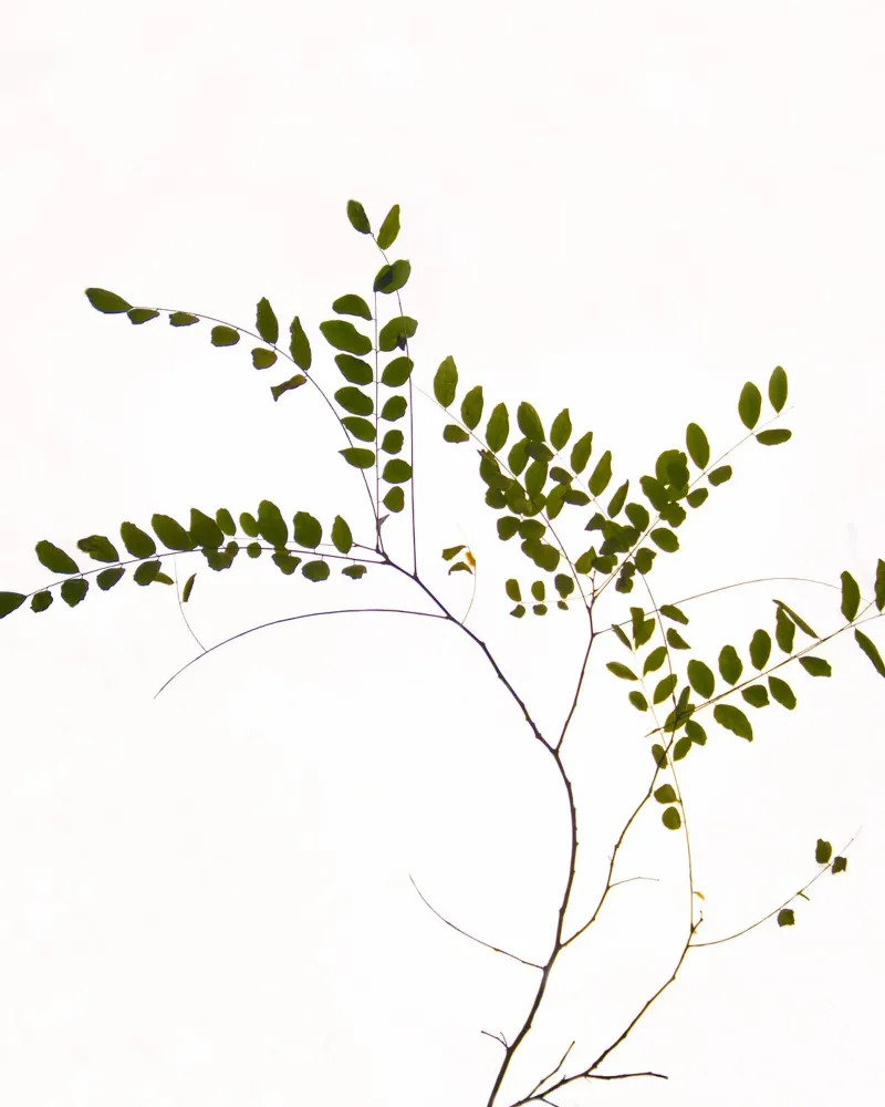 Minimalist tree branch canvas by Teresa André