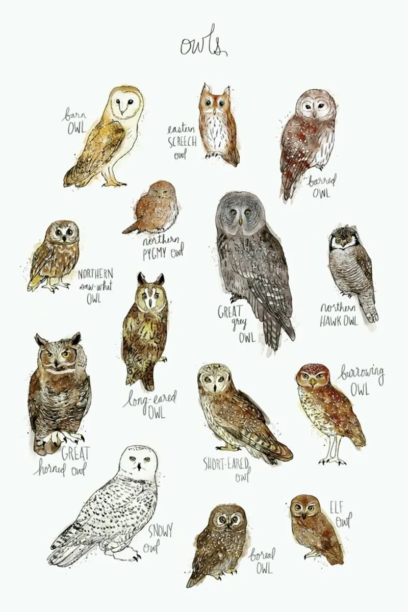 Owls poster by Amy Hamilton